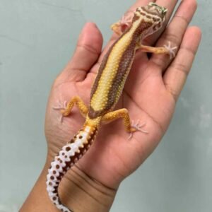 leopard gecko tremper bold stripe betina female
