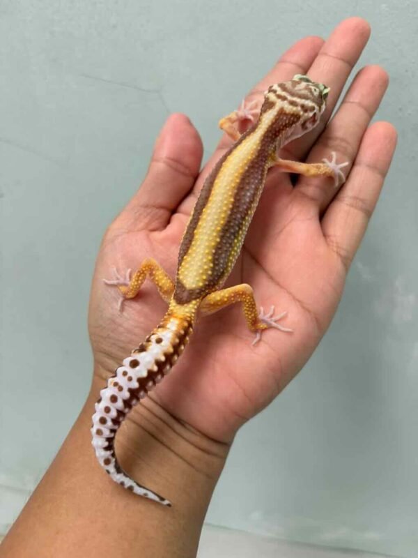 IMG_9320 leopard gecko tremper bold stripe betina female