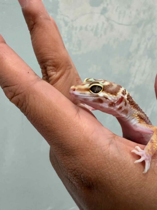 IMG_9321 Tremper Bold Stripe - Betina - B261495