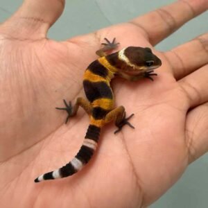 IMG_9333 shtctb het bell albino leopard gecko baby