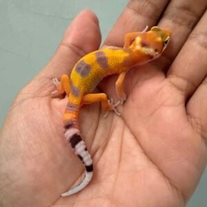IMG_9341 hypo tangerine poss giant gecko baby jantan