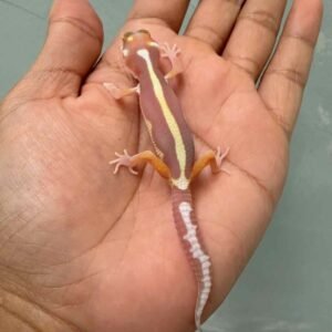 IMG_9344 tangerine tremper bold stripe bahan kontes baby gecko