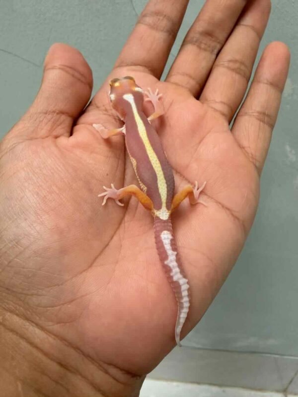 IMG_9344 tangerine tremper bold stripe bahan kontes baby gecko