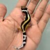 IMG_9346 tangerine bold stripe het tremper incub jantan gecko baby