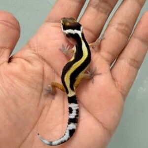 IMG_9346 tangerine bold stripe het tremper incub jantan gecko baby