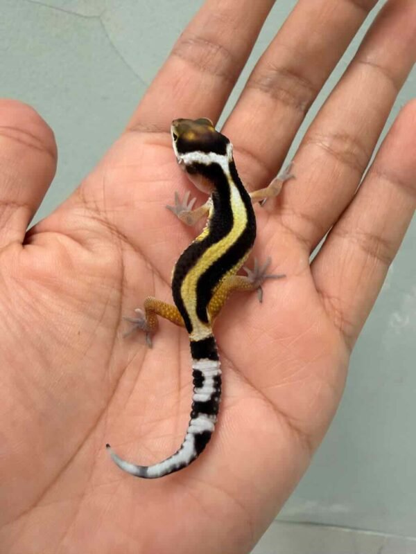 IMG_9346 tangerine bold stripe het tremper incub jantan gecko baby