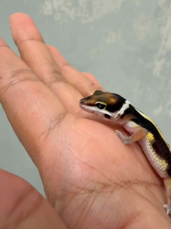 IMG_9347 Tangerine Bold Stripe het Tremper - incub Jantan - R260948