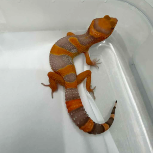 R260227 Fire Tremper Repjak Line jantan
