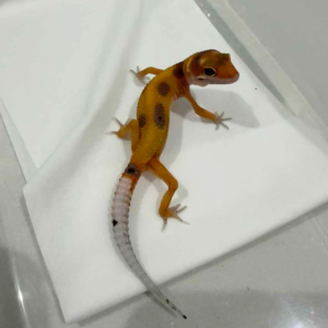 R260326 Tangerine Enigma incub jantan