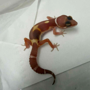 R260332 Chocolate incub betina