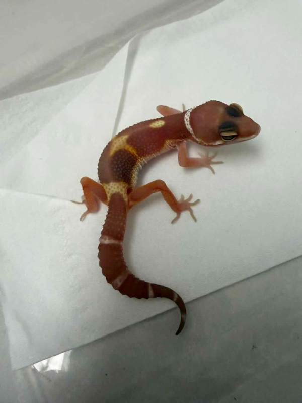 R260332 Chocolate incub betina