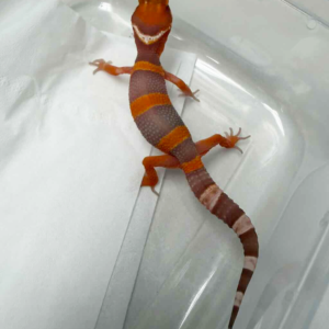 R260358 Fire Tremper incub jantan