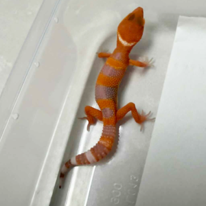 R260432 Sunglow poss Giant nice color
