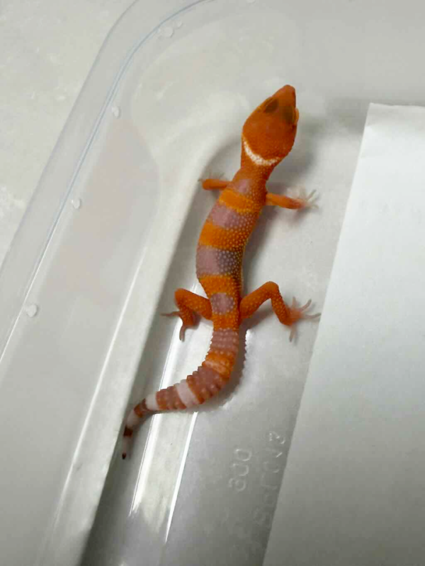 R260432 Sunglow poss Giant nice color
