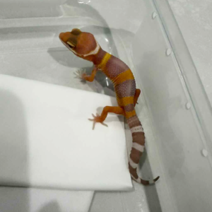 R260442 Tremper Lavender incub jantan