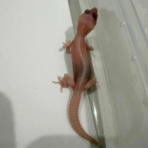 R260448 Black Night Super Raptor incub jantan