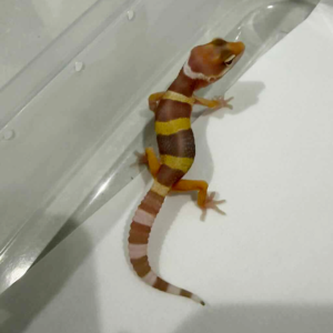 R260449 Tremper Lavender incub jantan
