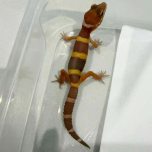 R260453 Tangerine Chocolate incub betina