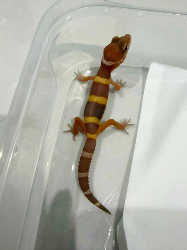 R260453 Tangerine Chocolate incub betina