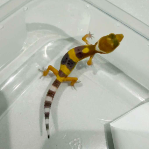 R260470 Hypo Tangerine incub jantan