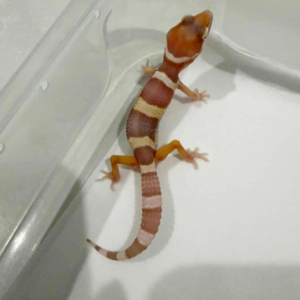 R260474 Goblin het Ember incub jantan