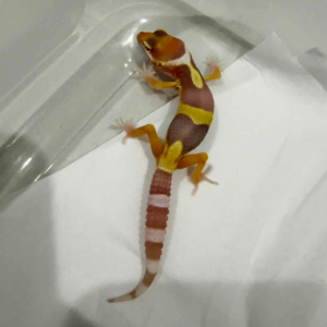 R260481 Tremper poss White & Yellow incub jantan