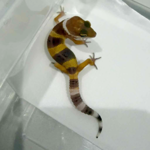 R260486 Hypo Tangerine incub jantan R260486 Hypo Tangerine incub jantan