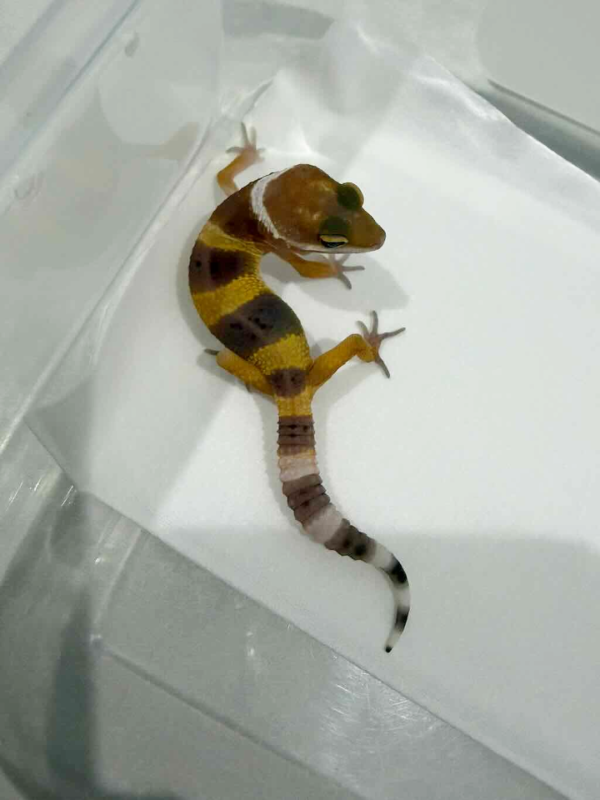 R260486 Hypo Tangerine incub jantan
