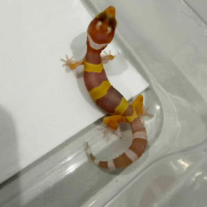R260492 Tangerine Albino incub betina