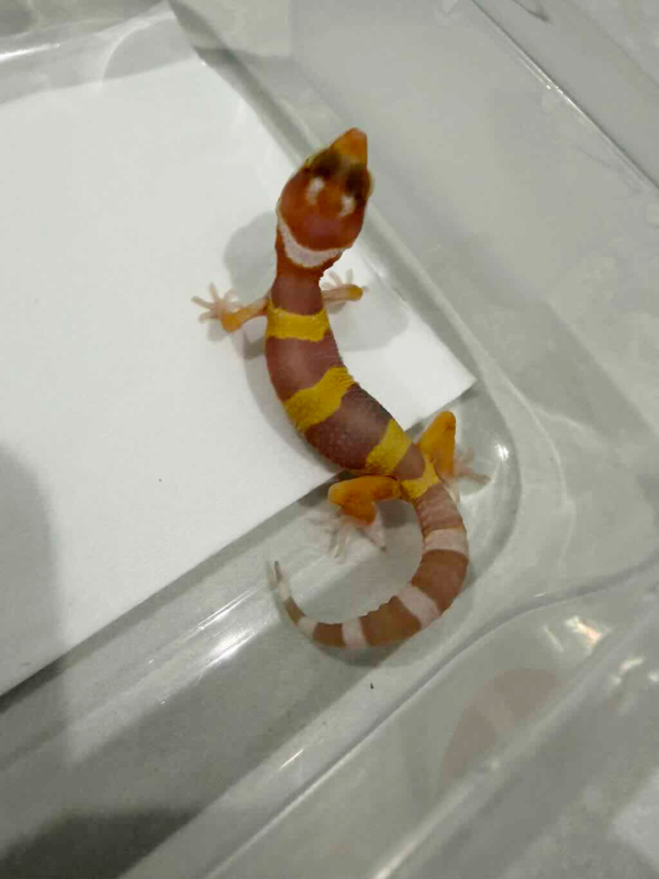 R260492 Tangerine Albino incub betina
