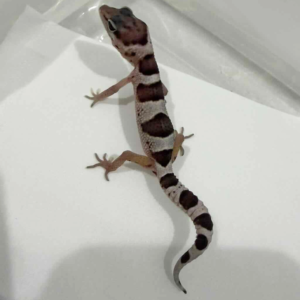 R260512 Mack Snow het Blizzard Eclipse