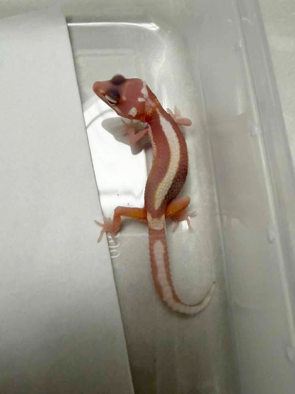R260523 Mack Snow Tremper Bold Stripe