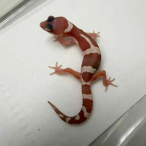 R260536 Snow Chocolate het RAPTOR