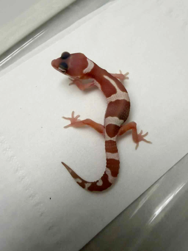 R260536 Snow Chocolate het RAPTOR