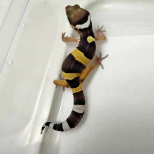 R260565 Tangerine poss Super Giant het Tremper R260565 Tangerine poss Super Giant het Tremper