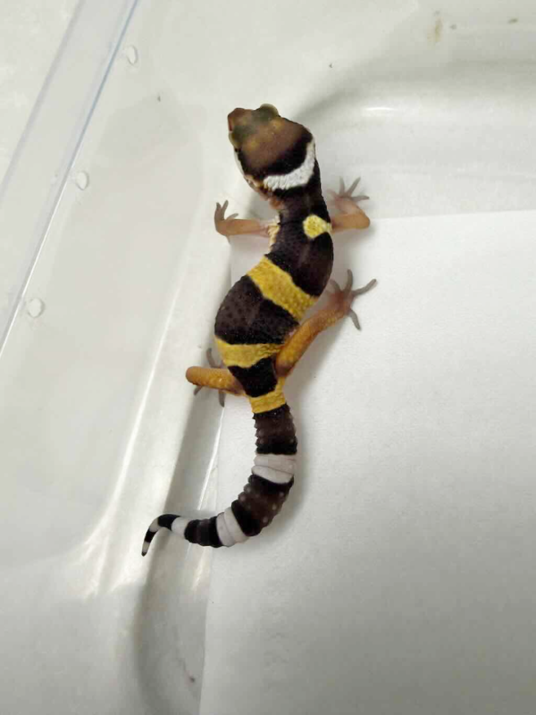R260565 Tangerine poss Super Giant het Tremper