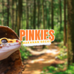 gecko makan pinkies anak tikus bahaya