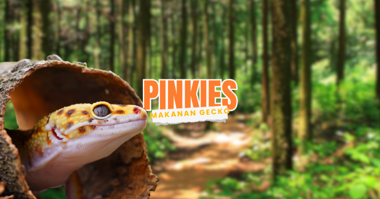 gecko makan pinkies anak tikus bahaya