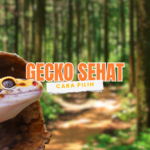 panduan memilih leopard gecko yang sehat untuk pemula