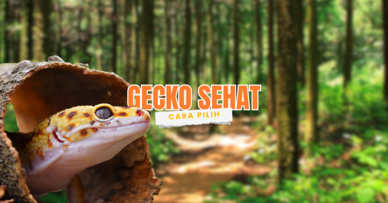 panduan memilih leopard gecko yang sehat untuk pemula