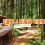 ukuran giant dan super giant leopard gecko
