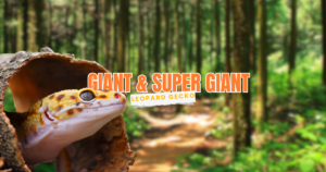 ukuran giant dan super giant leopard gecko