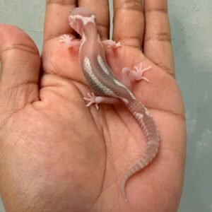 IMG_0158 jual gecko black night ulet bambu albino baby super rare