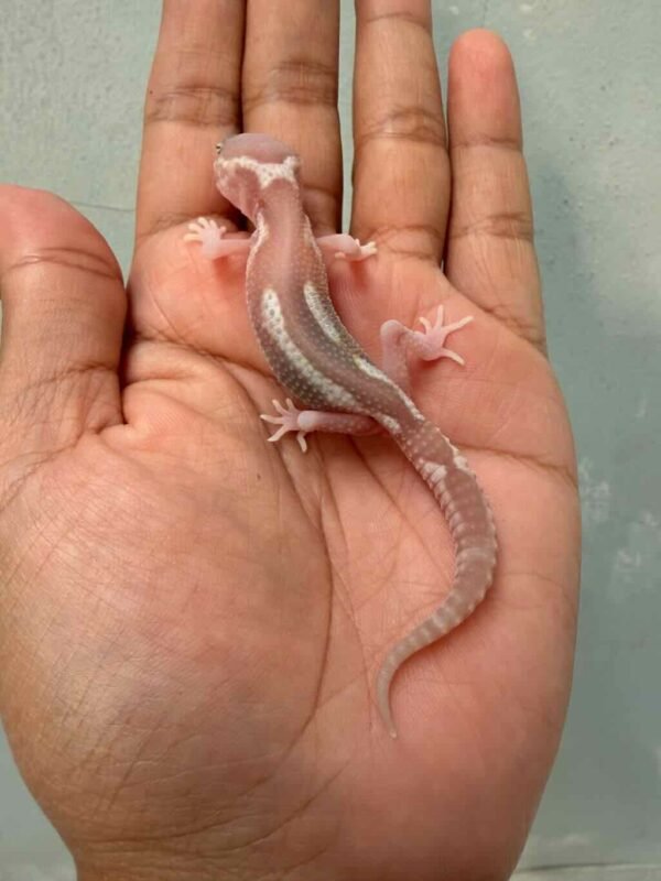 IMG_0158 jual gecko black night ulet bambu albino baby super rare