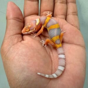 IMG_0160 gecko bell lavender black night cross baby