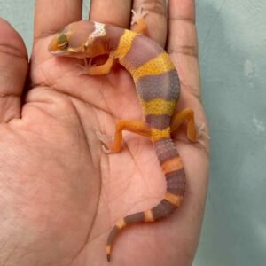 IMG_0162 tangerine chocolate gecko baby jantan