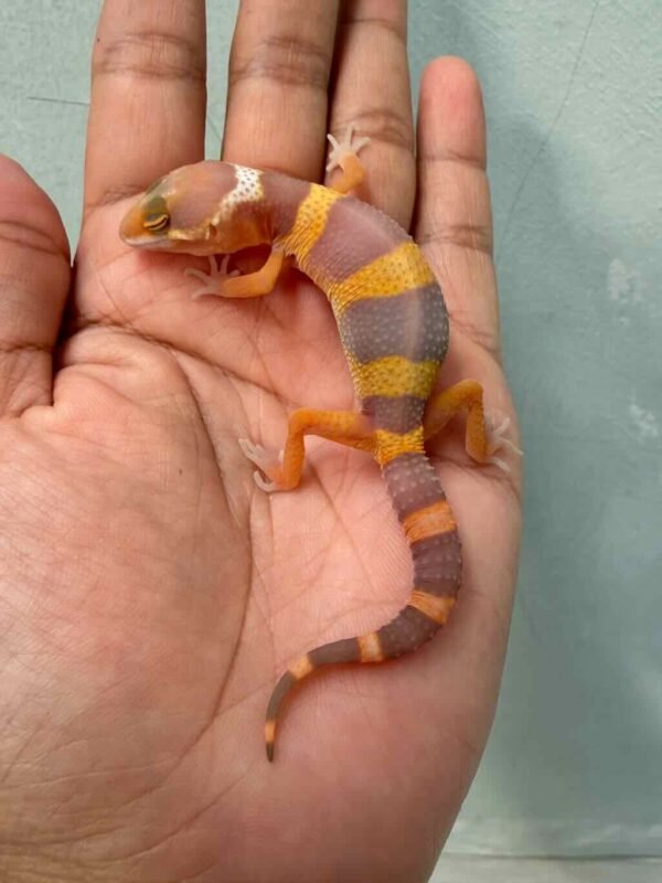 tangerine chocolate gecko baby jantan