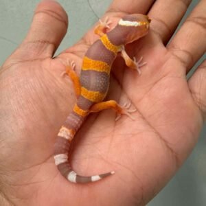 IMG_0164 fire tremper repjak line baby