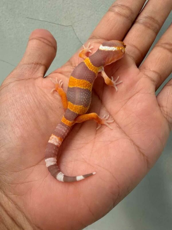 IMG_0164 fire tremper repjak line baby