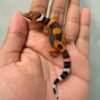 IMG_0166 fire emerine cross gecko baby jantan